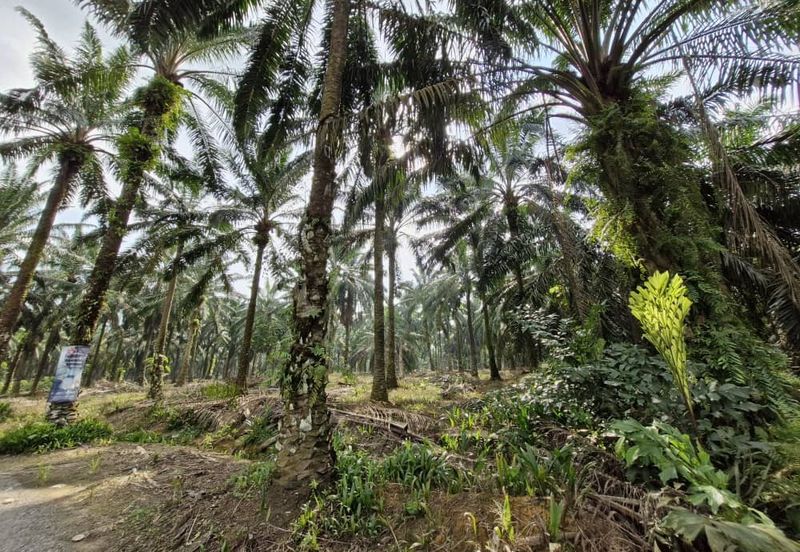JERAM BATU PEKAN NENAS