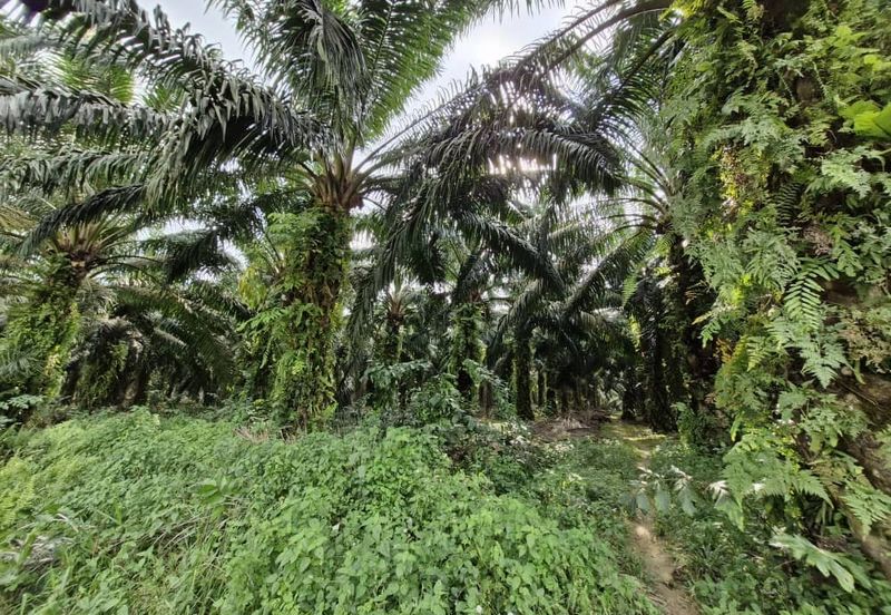 JERAM BATU PEKAN NENAS
