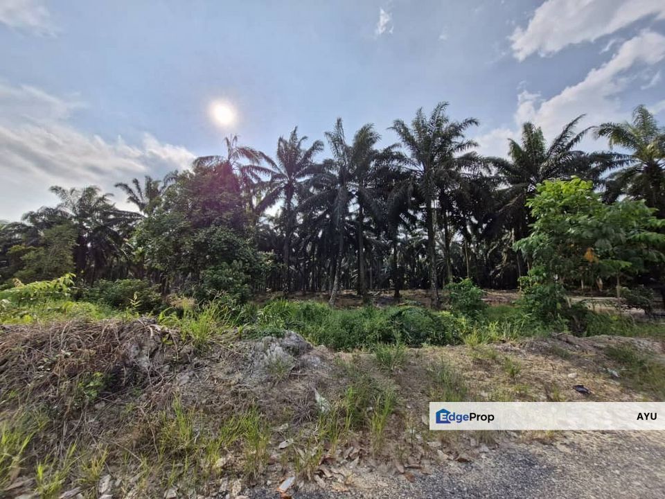 Jeram Batu Ulu Pulai Agricultural Land, Johor, Pekan Nanas (Pekan Nenas)