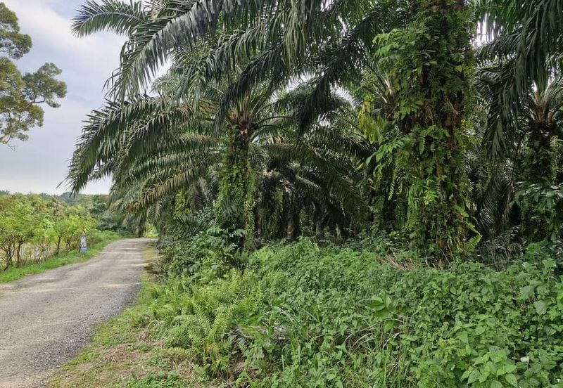 JERAM BATU PEKAN NENAS