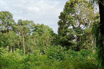 Johor Pontian Agriculture Land for Sale near Kukup, Pekan Nanas