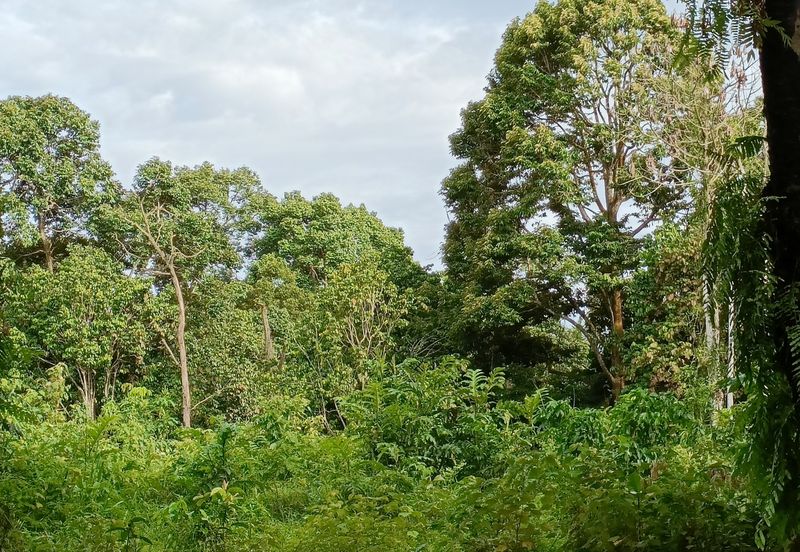 Johor Pontian Agriculture Land for Sale near Kukup, Pekan Nanas