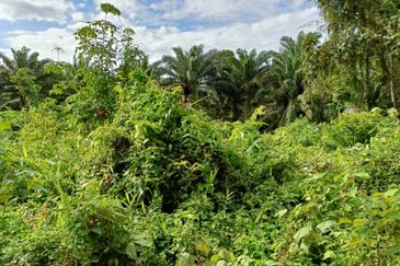 Johor Pontian Agriculture Land for Sale near Kukup, Pekan Nanas