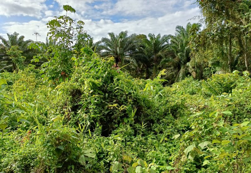 Johor Pontian Agriculture Land for Sale near Kukup, Pekan Nanas