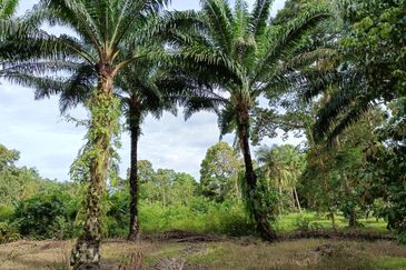 Johor Pontian Agriculture Land for Sale near Kukup, Pekan Nanas