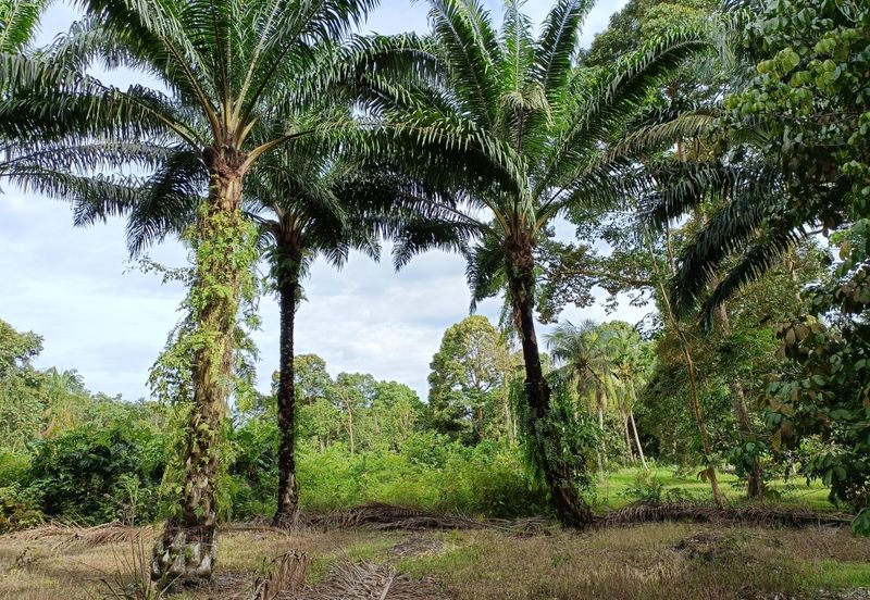 Johor Pontian Agriculture Land for Sale near Kukup, Pekan Nanas