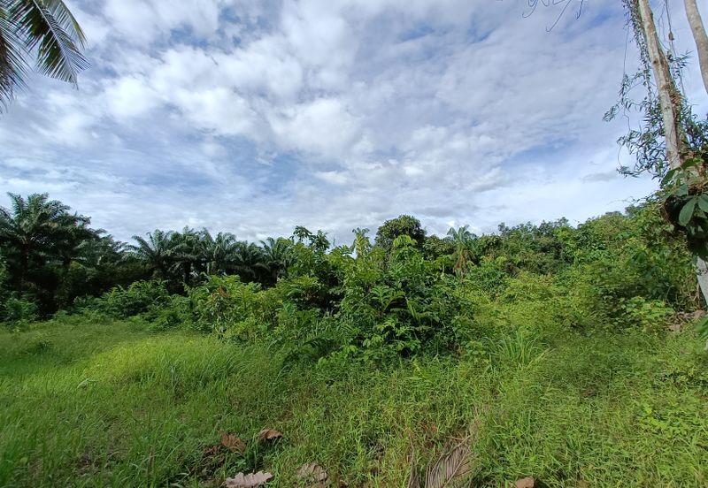 Johor Pontian Agriculture Land for Sale near Kukup, Pekan Nanas