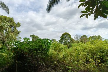 Johor Pontian Agriculture Land for Sale near Kukup, Pekan Nanas