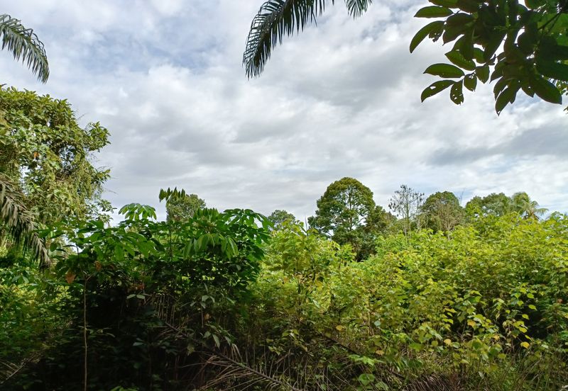 Johor Pontian Agriculture Land for Sale near Kukup, Pekan Nanas