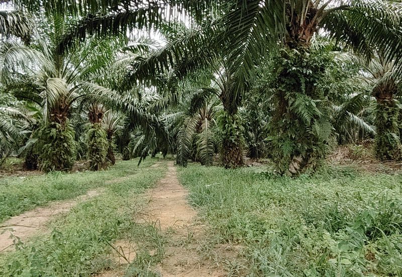 Batu pahat minyak beku