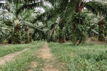 Batu pahat minyak beku