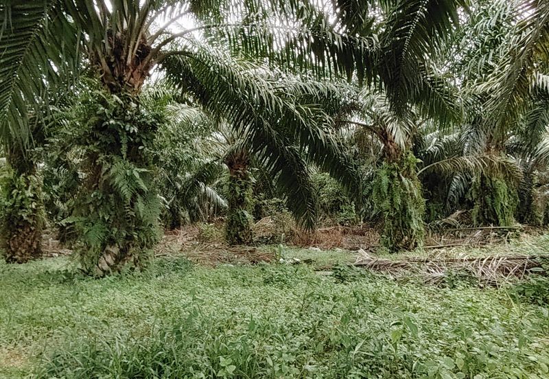 Batu pahat minyak beku