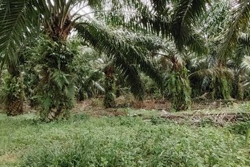 Batu pahat minyak beku