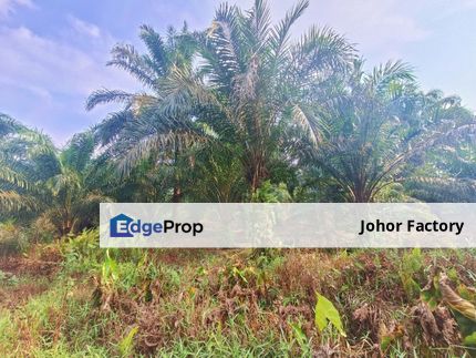 Pontian Oil Palm Land for Sales , Johor, Pontian