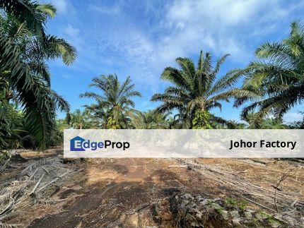 Pontain Tenggayun Oil Palm Land for Sale, Johor, Pontian