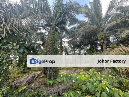 Pekan Nanas Oil Palm Land for Sale , Johor, Pontian