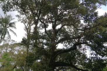 Agricultural Land in Broga, Semenyih for Sale