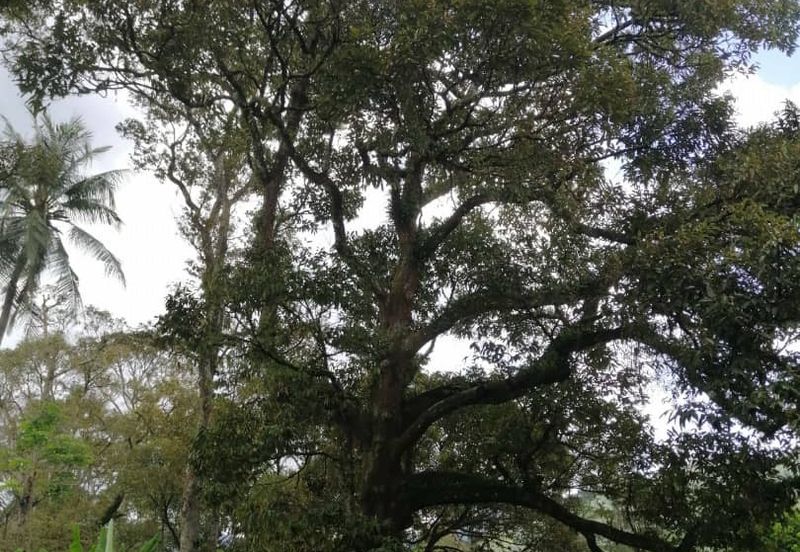 Agricultural Land in Broga, Semenyih for Sale