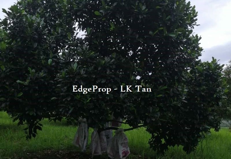 Broga Lenggeng Agricultural  Land for Sale