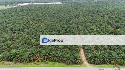 Simpang Renggam Simpangs Renggams Agricultural Land, Normal Car Easy to enter, Easy excess to highway, Johor, Kluang