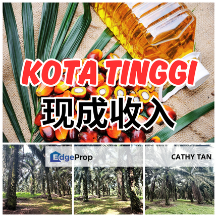 好货好地好价好收入🔥当油棕老板某? 哥打丁宜 Kota Tinggi 已有客观收成油棕地皮出售, Johor, Ulu Tiram