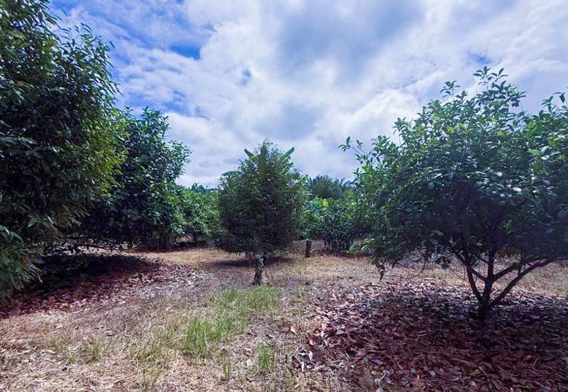 Durian Farm 适合果园/Resort/露营等⛺️新加坡来回方便的榴莲园出售🔥Pontian 