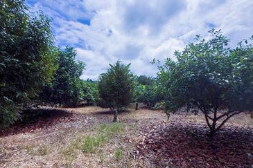 Durian Farm 适合果园/Resort/露营等⛺️新加坡来回方便的榴莲园出售🔥Pontian 