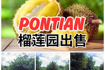 Durian Farm 适合果园/Resort/露营等⛺️新加坡来回方便的榴莲园出售🔥Pontian 