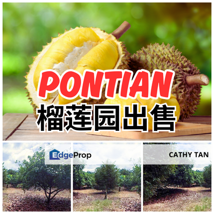 Durian Farm 适合果园/Resort/露营等⛺️新加坡来回方便的榴莲园出售🔥Pontian , Johor, Pontian