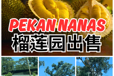 Pekan Nanas