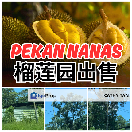 Pekan Nanas Durian Farm 北干那那大路边榴莲园出售🔥有围篱有水源, Johor, Pontian
