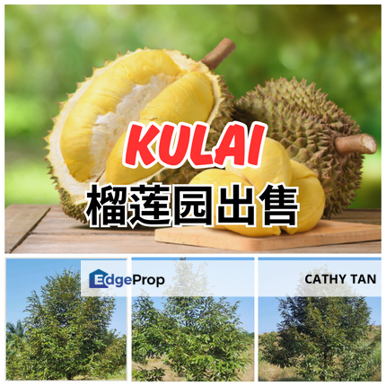 Felda Layang-layang Kulai Durian Farm 古莱榴莲园, Johor, Kulai