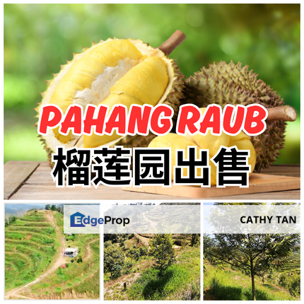 出名猫山王黑刺 RAUB 榴莲园出售🌳9.8 Acres RAUB Durian, Pahang, Raub