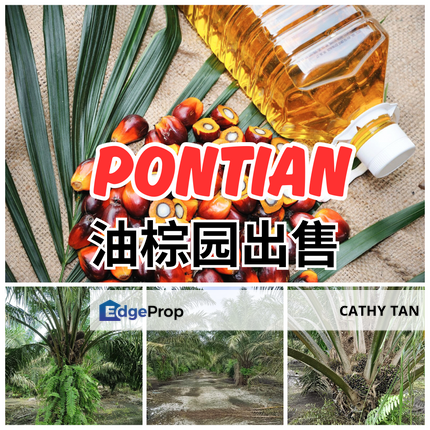 Pontian 优质油棕园出售! 位于北干不远汽车出入方便, Johor, Pontian