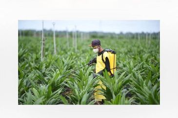 Oil Palm Plantation For Sale @ Sarawak