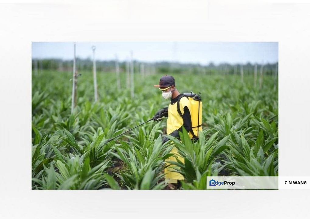 Oil Palm Plantation For Sale @ Sarawak, Sarawak, Sibu