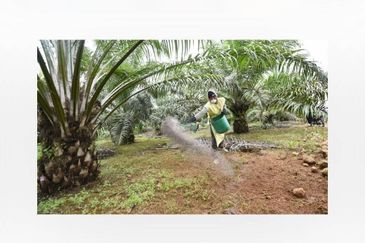 Oil Palm Plantation For Sale @ Sarawak