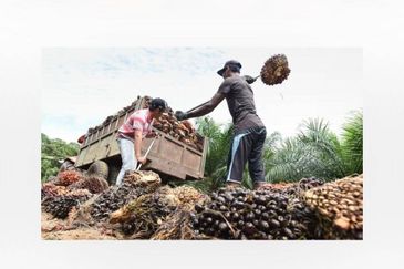 Oil Palm Plantation For Sale @ Sarawak