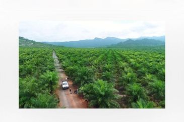 Oil Palm Plantation For Sale @ Sarawak