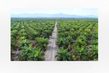Oil Palm Plantation For Sale @ Sarawak