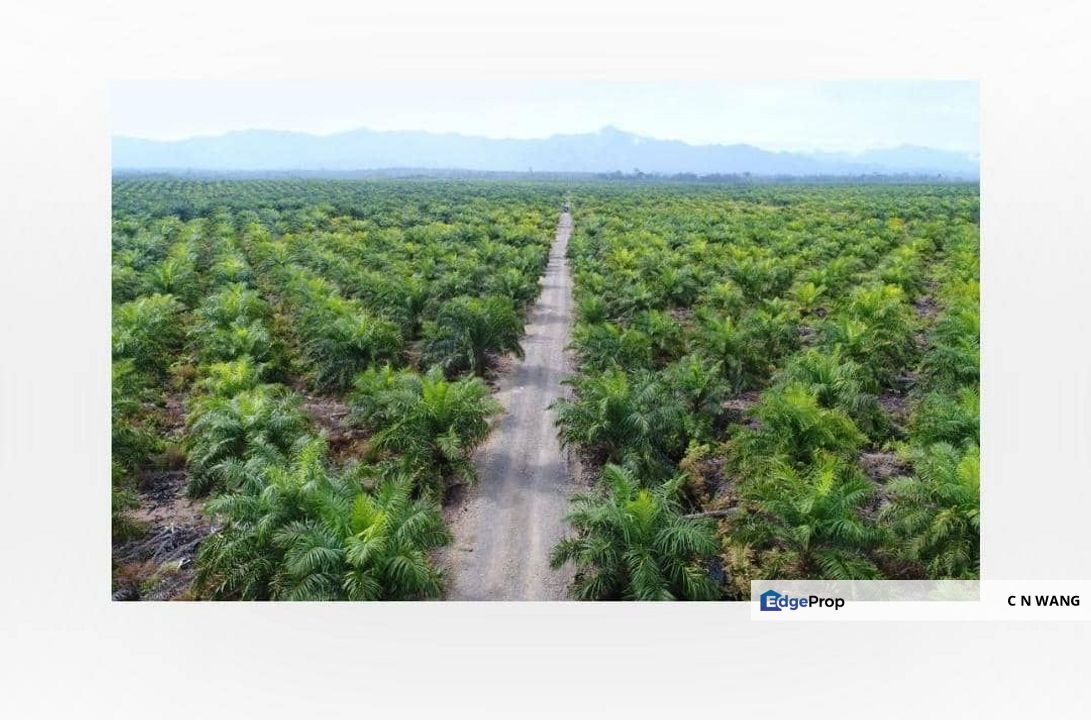 Oil Palm Plantation For Sale @ Sarawak, Sarawak, Sibu