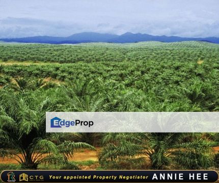 Oil Palm Plantation With Mill For Sale, Sabah, Kota Kinabalu