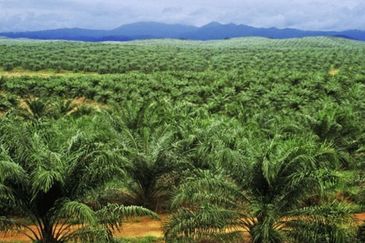 Oil Palm Plantation With Mill For Sale