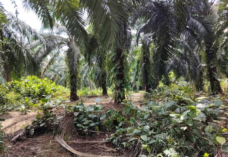 Banting Bandar Land 📌44 Acres  📌Freehold  📌Suitable for Education Centre development  🎈Tar Road can reach the land  🎈Beside a Kolej or Collage  