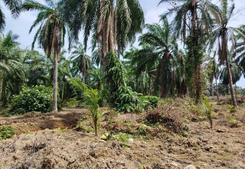 Banting Bandar Land 📌44 Acres  📌Freehold  📌Suitable for Education Centre development  🎈Tar Road can reach the land  🎈Beside a Kolej or Collage  