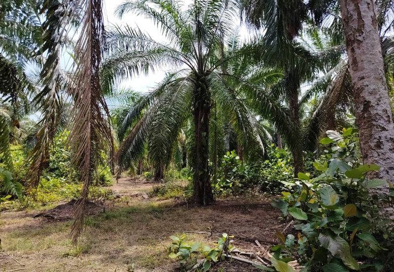 Banting Bandar Land 📌44 Acres  📌Freehold  📌Suitable for Education Centre development  🎈Tar Road can reach the land  🎈Beside a Kolej or Collage  