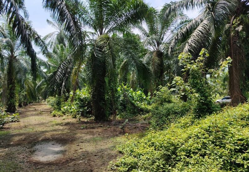 Banting Bandar Land 📌44 Acres  📌Freehold  📌Suitable for Education Centre development  🎈Tar Road can reach the land  🎈Beside a Kolej or Collage  