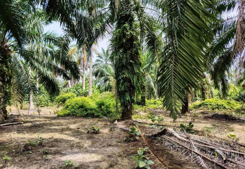 Banting Bandar Land 📌44 Acres  📌Freehold  📌Suitable for Education Centre development  🎈Tar Road can reach the land  🎈Beside a Kolej or Collage  