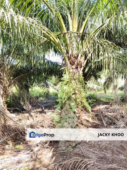  Banting Kanchong Land 📌  2.224 acres 📌Beside  Reserve Road  , Selangor, Banting