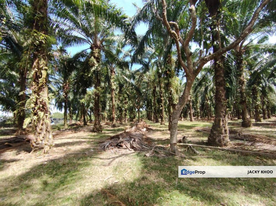 Banting Sungai Manggis Land 📌4 Acres 📌 Freehold 📌Just Beside Langat ...
